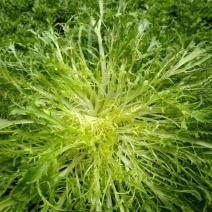 盛达黄心苦菊种子芯呈现黄色略苦抗病耐储存