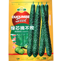 黄瓜种子绿芯黄瓜种摘不败深油亮果肉绿抗病强生长快