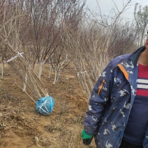 猥实大墩猥实带盆猥实基地直销价格优惠代办运输