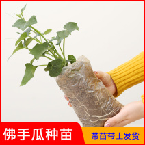 佛手瓜苗种子老瓜发芽老丝瓜福寿瓜带芽洋丝瓜种籽合掌瓜树苗