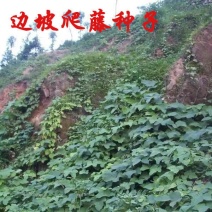 葛藤种子灌木草籽护坡牵牛花边坡绿化矿山复绿爬藤植物种籽