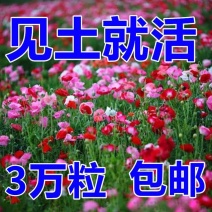 虞美人种子冰岛红色混色重瓣春秋播低矮多年生耐寒花卉花海
