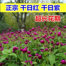 千日红种子易活四季开花室内盆栽千日紫花籽种孑室外花种籽子