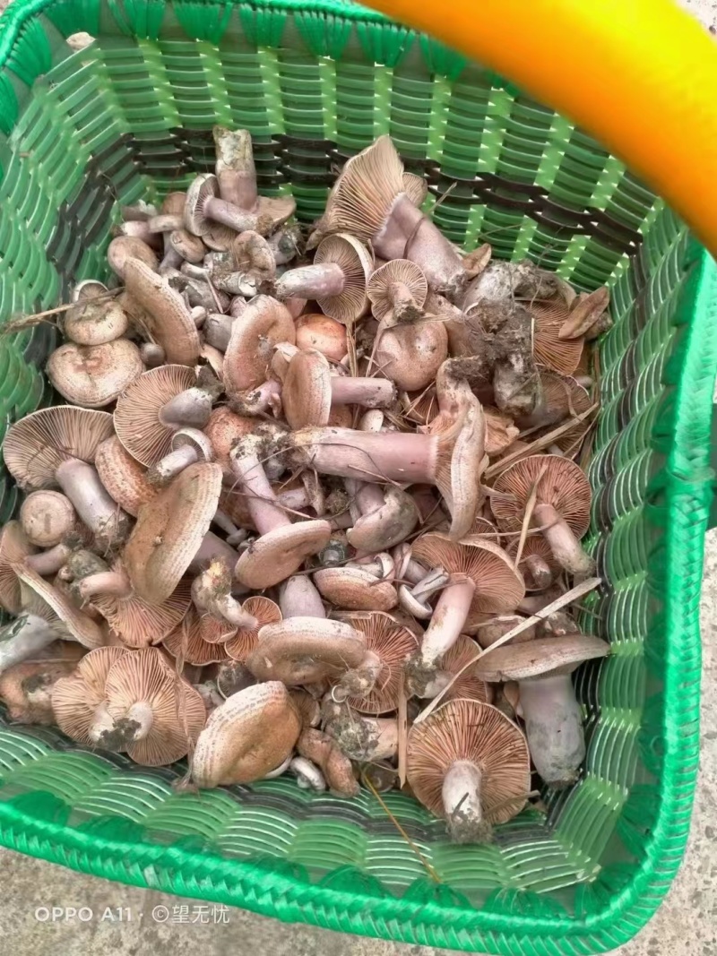 广西松树菌枞树菌深山老林里的好菌,保质保量