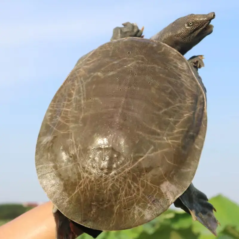 精品优质甲鱼基地直供一手货源品质保证诚信经营
