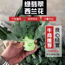精品西兰花大量有货产地直发视频看货质量保证价格便宜