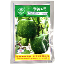一串铃4号冬瓜种子春播早熟高桩节间短丰产有白粉小冬瓜籽