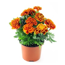 孔雀草种子耐寒四季播种开花庭院景观花卉花海花草易活鲜花种