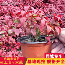 [荐]火焰南天竹盆栽老桩树苗水养庭院南天竹马醉木室内客厅阳台植