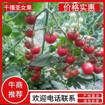 山东莘县千禧圣女果！现摘现发！量大质优！质量保证