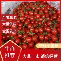 釜山88/玲珑小番茄！薄皮多汁！香甜可口！馈赠佳品！