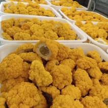 平价金耳菌鲜品