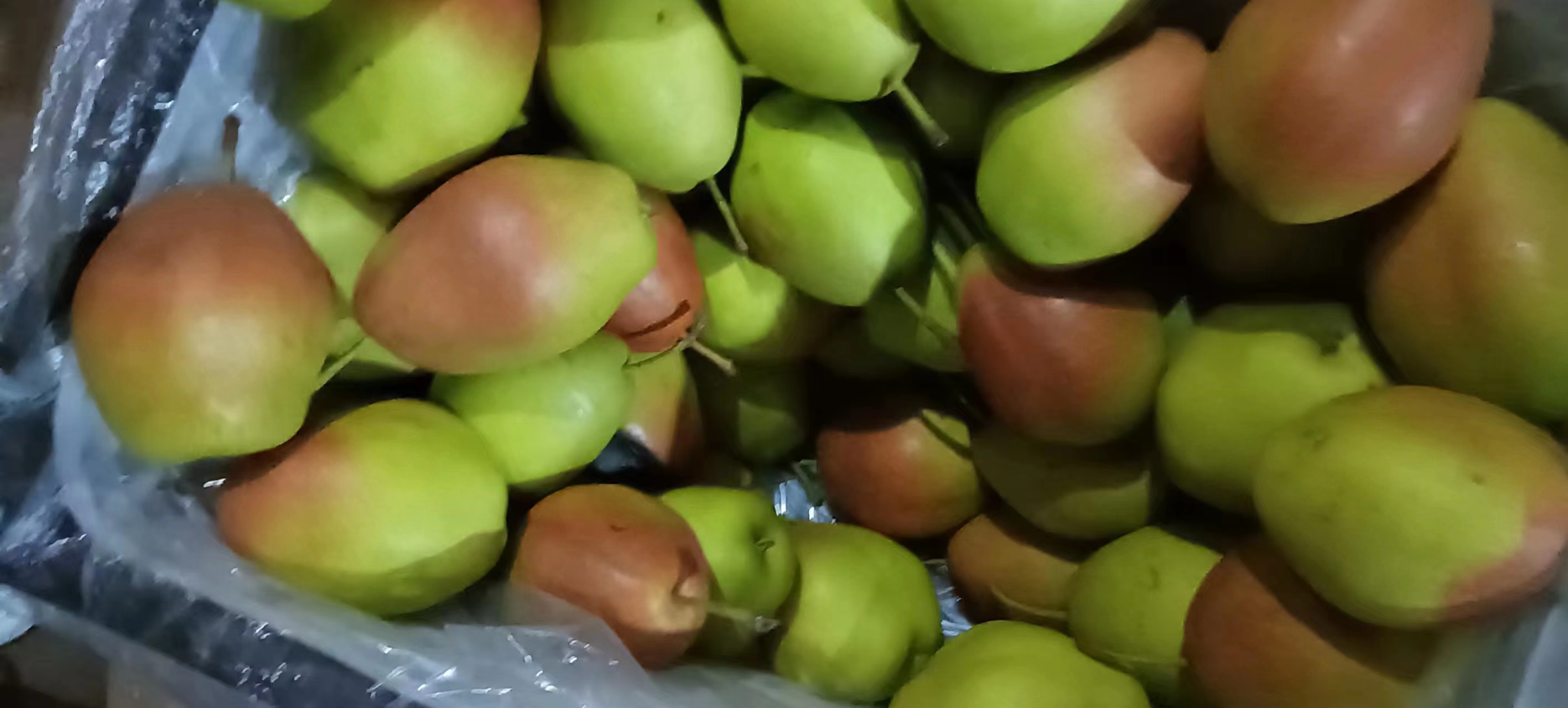 小香梨在冷藏环境下的保鲜状态