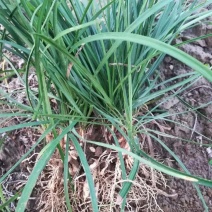 无土麦冬草产地直销常年供应大量上市质量保证欢迎来电