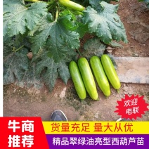 越冬早春西葫芦苗翠绿油亮型西葫芦苗抗病能力低温膨果快