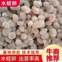 【牛商推荐】江苏宽体水蛭卵蚕个头大出苗率高，全国发货