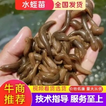 【推荐】水蛭苗蚂蟥苗宽体金线蛭，幼苗满月苗青年苗卵茧