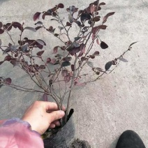 红继木球苗基地供应红花继木精品球红继木杯苗地苗
