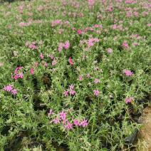 [荐]芝樱批发基地
