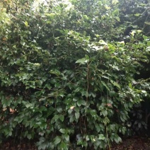 茶花笼子批发基地茶花球茶花小苗高杆茶花