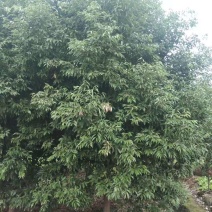 天竺桂工程苗木批发基地天竺桂树苗价格，天竺桂产地