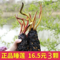 大睡莲根块池塘睡莲花水培植物四季莲花盆栽水养花卉荷花根茎
