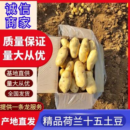 平阴县荷兰十五土豆产地行情