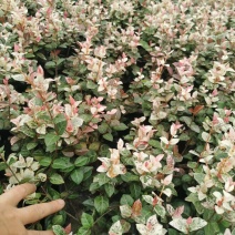 花叶络石小杯供应花叶络石大杯批发花叶络石基地