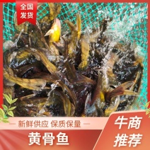 黄骨鱼黄颡鱼鲜活货源品质保障价格美丽欢迎下单