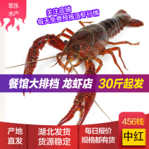 湖北洪湖小龙虾原产地一手货源鲜活小龙虾深水塘虾全国