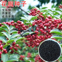 花椒种子山椒红椒麻椒大红袍花椒种子川花椒树刺篱笆