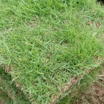【产地直发】草坪草环保草皮工地草坪台湾草大量供货质量保证量大