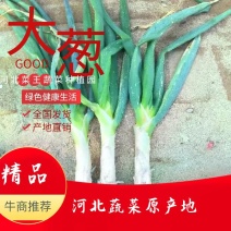 河北蔬菜原产地储存鸡腿大葱大量有货，质量好价格便宜