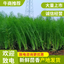 【推荐】精选茴香现摘现发批发量大价优欢迎咨询
