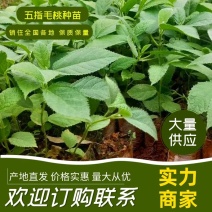 五指毛桃苗基地直销品种纯正欢迎来电咨询