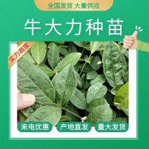 黄毛牛大力苗正宗黄毛品种保证高产有保证