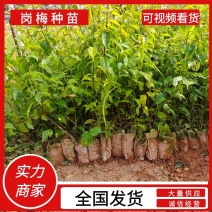 岗梅苗【天星木苗】正宗两广品种小岗梅基地直发品种多