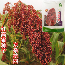 京杂抗四红高粱种子500g鸟不弹杂交高粱种籽籽粒红色酿酒