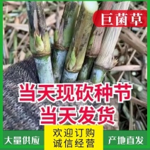 【牛商店长推荐】巨菌草种苗产地直发包技术包售后