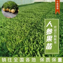 精品【人参果苗】品种纯正假一赔十欢迎采购量大从优