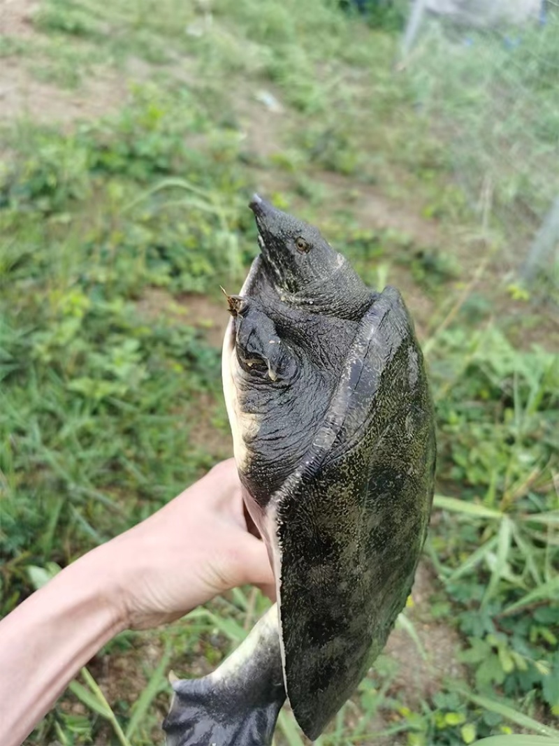 湖南常德汉寿县鳖 68.00元/斤精品优质甲鱼基地直供