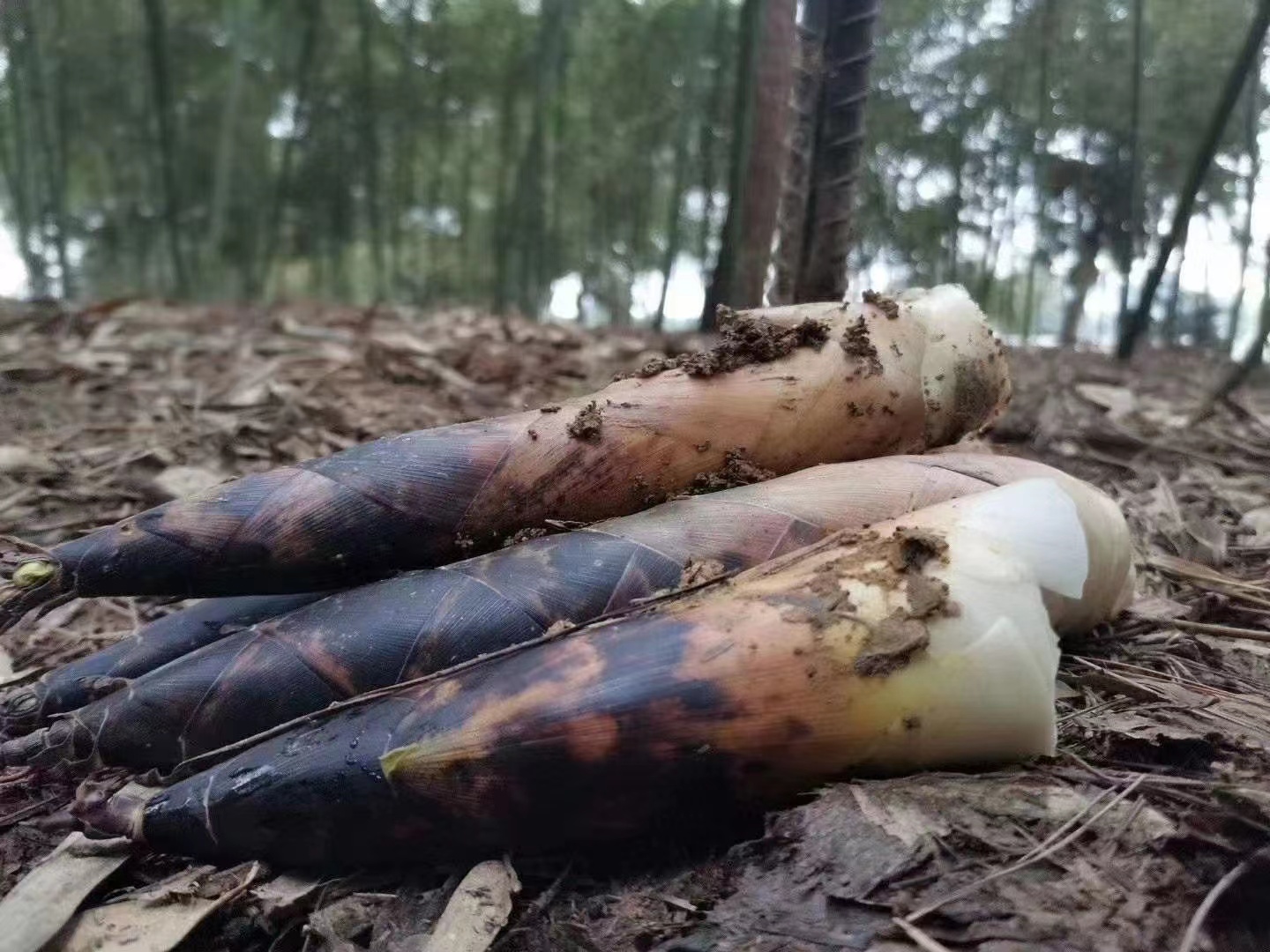 新鲜采摘的竹笋堆放在竹筐中