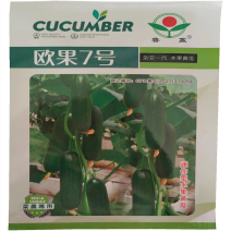 欧果7号荷兰水果黄瓜种子100粒早熟无刺旱黄瓜种子短棒