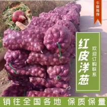 【协助装车】华宁高原洋葱红皮洋葱一条龙服务欢迎来电咨询