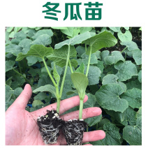 白皮冬瓜苗吊冬瓜苗嫁接直播苗冬瓜苗高产根系发达
