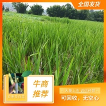 茭白种苗双季茭白苗早熟双季茭白苗（茭白回收）无黑心
