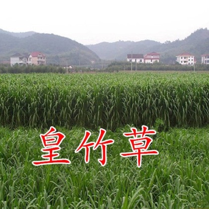 皇竹草种子价格行情
