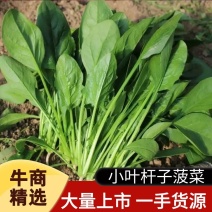 小叶杆子菠菜，一手货源，产地直发，量大从优，一条龙服务
