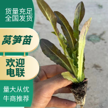 莴笋苗子基地一手货源成活率高产量高欢迎实地考察拿货
