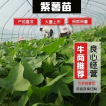紫薯苗，紫罗兰苗，徐紫8号，沙糖紫薯，大基地，质量有保证